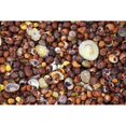 thumbnail image 2 of Sea Shells Poster Print, 2 of 2