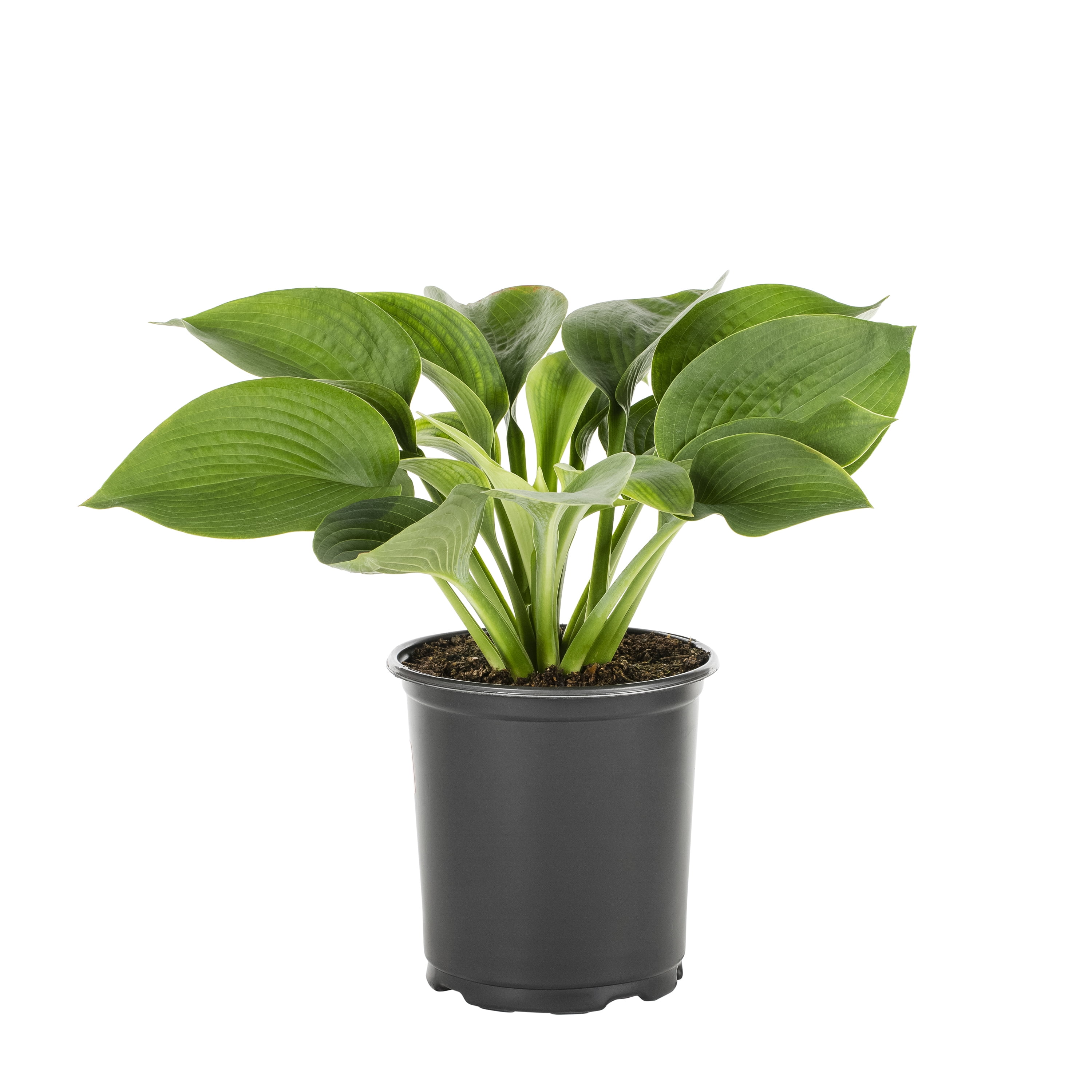 Expert Gardener 2QT Blue Sieboldiana Elegans Hosta Live Perennial Plant Sun 3-Pack