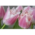 thumbnail image 2 of Paulson, Don 32x23 White Modern Wood Framed Museum Art Print Titled - Detail of parrot tulips, 2 of 4