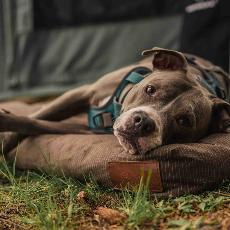 Tough Dog Beds for Aggressive Chewers Medium with Removable  Cover,Indestructible Dog Bed for Excessive Chewers Chew Proof Tear  Proof,Waterproof