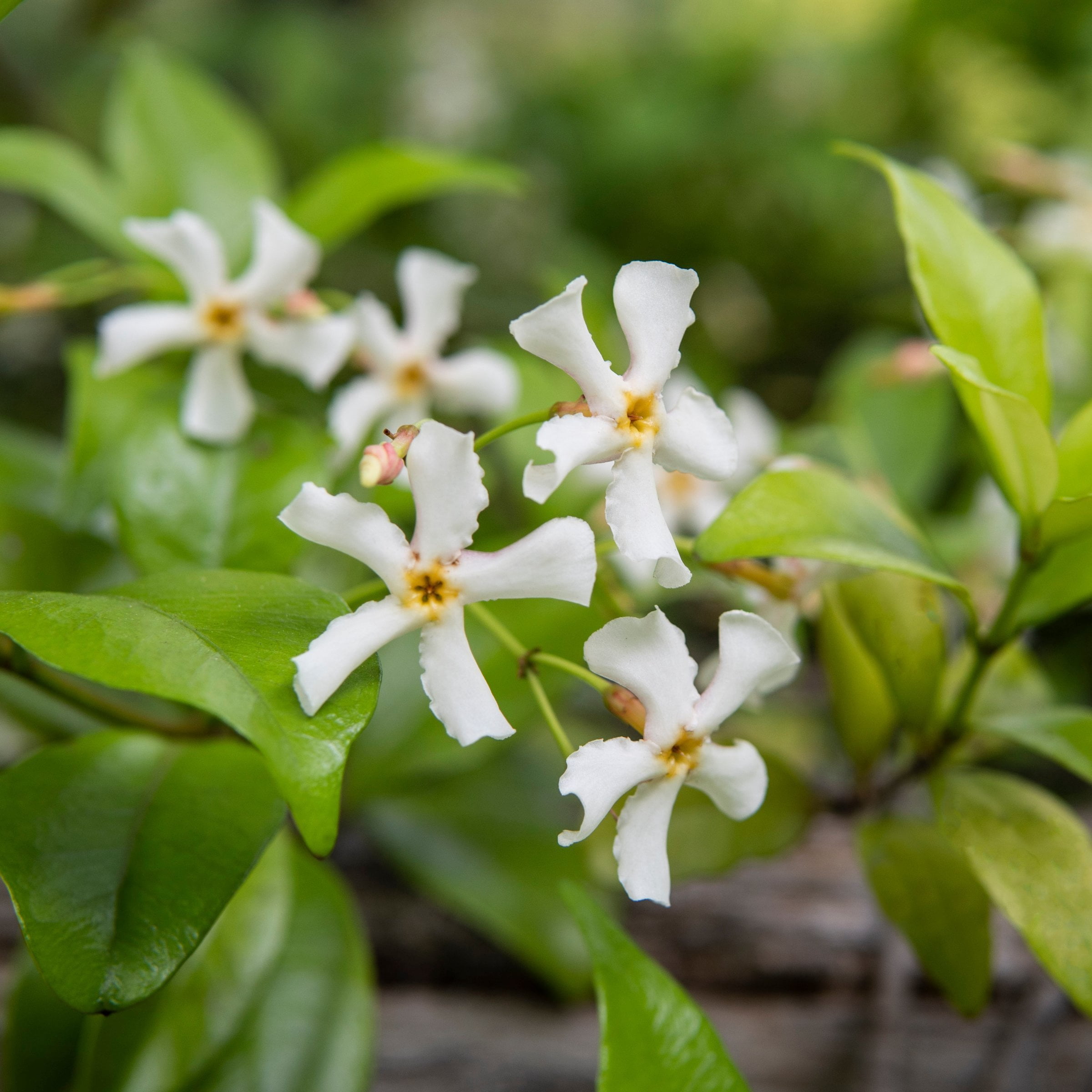National Plant Network 4 in. Asiatic Jasmine (3-Pack)