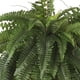 thumbnail image 5 of Injueey Planta colgante verde con follaje verde artificial, durabilidad elegante y duradera para interiores Decoración verde 6 pulgadas, 5 of 6