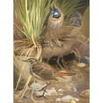 thumbnail image 3 of Léo-Paul Robert 19x24 Black Modern Framed Museum Art Print Titled - Blue Throat (1880), 3 of 5
