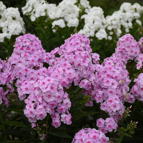 50 Opalescence Phlox Seeds