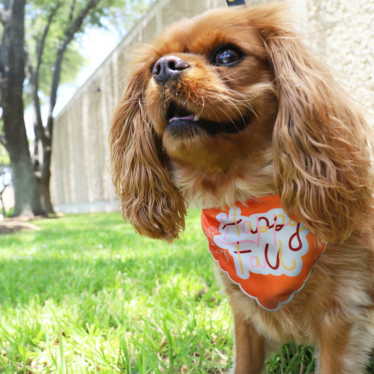 NEW SCRUNCH-STYLE PET BANDANA FOR DOG/CAT SIZES SM/MED ASSORTED DESIGNS