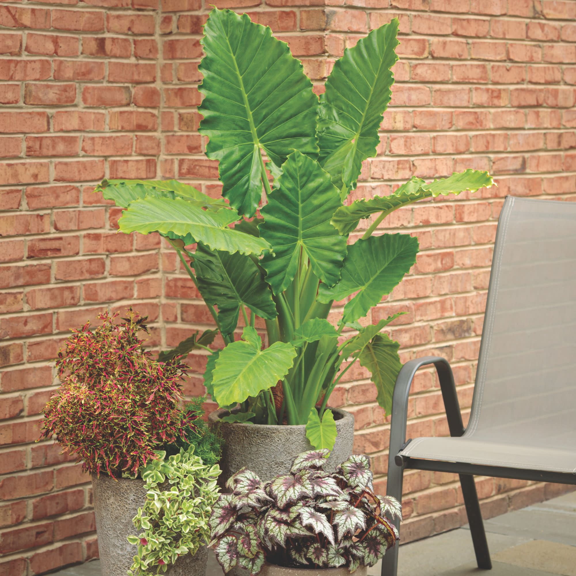 Proven Winners 4" Orange ColorBlaze Mini Me Watermelon Coleus Live Plant in 4.25" Pot (4 Count)