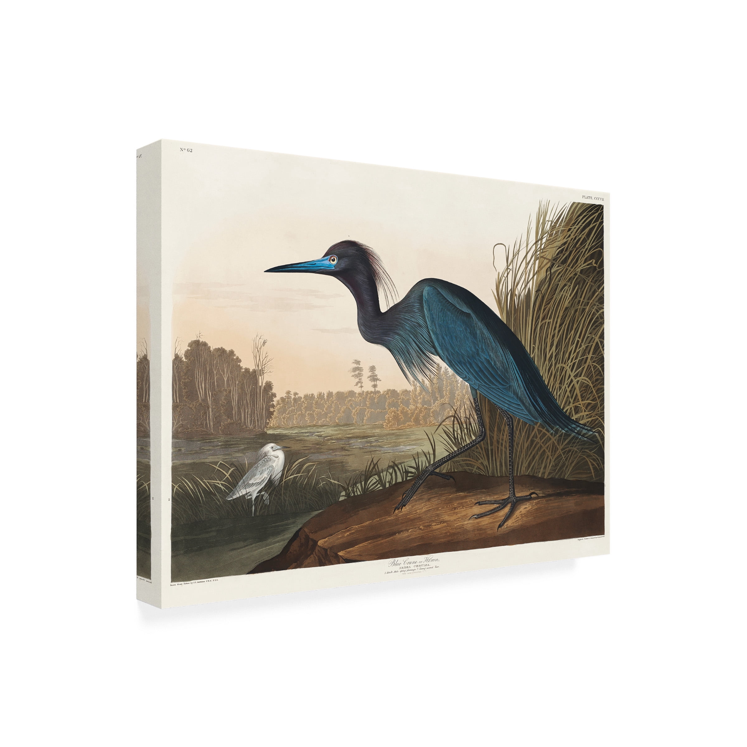 Pictufy 'Blue Crane or Heron From Birds of America 1827' Canvas Art
