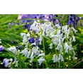 10 WOOD HYACINTH Mixed Colors English Woodland Spanish Bluebell Scilla