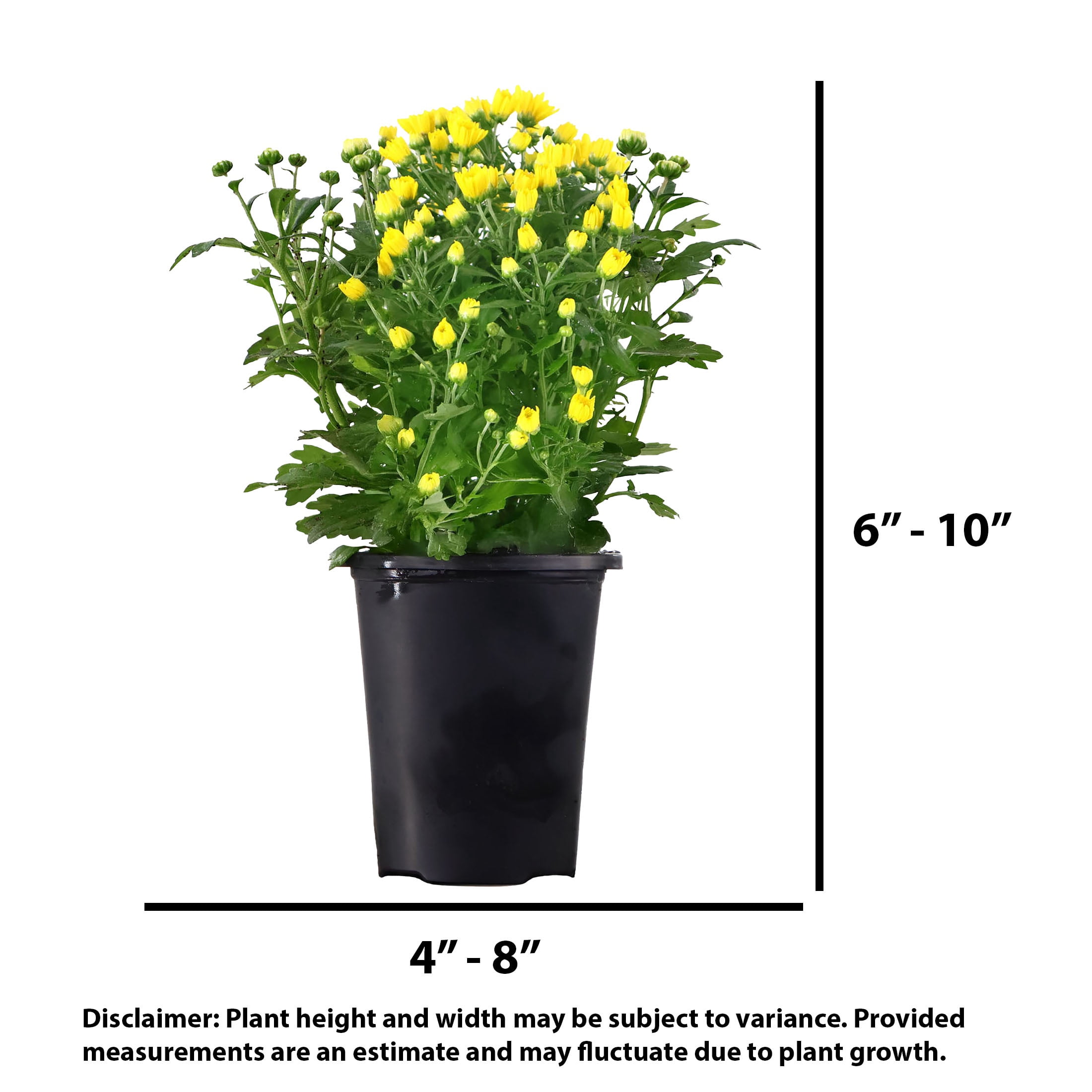 Expert Gardener 8" Yellow Mum Live Plants in 4" Grower Pot Full Sun