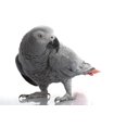thumbnail image 2 of African Grey Parrot Wall Decal by Wallmonkeys Peel and Stick Graphic (18 in W x 17 in H) WM173078, 2 of 4