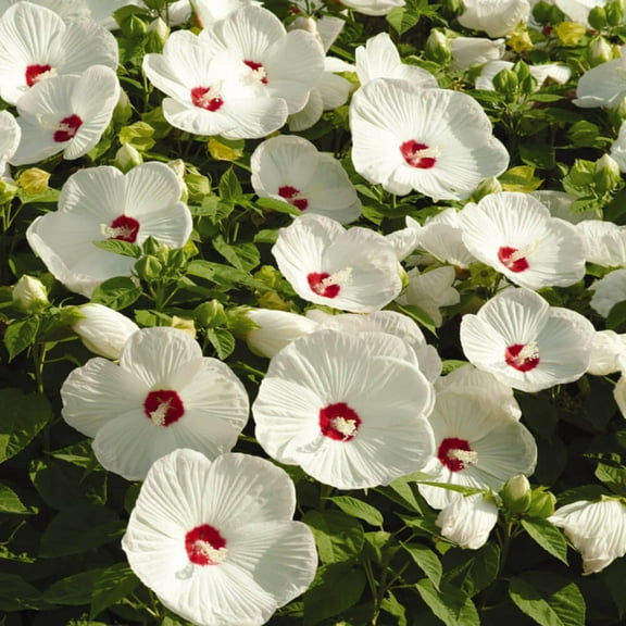 Outsidepride Hibiscus Luna White Flower Seeds - 20 Seeds