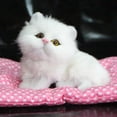 thumbnail image 4 of Flmtop Cats Doll Sound Birthday Gift PP Cotton Simulation Plush Sleeping Cats Toy for Children, 4 of 8