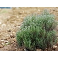 thumbnail image 4 of French Thyme Certified Organic Herb 3.5 inch pot, 4 of 5