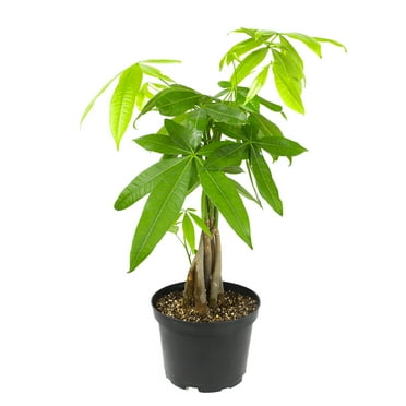 ELEMENT BY ALTMAN PLANTS 6" CHINESE MONEY TREE LIVE PLANT