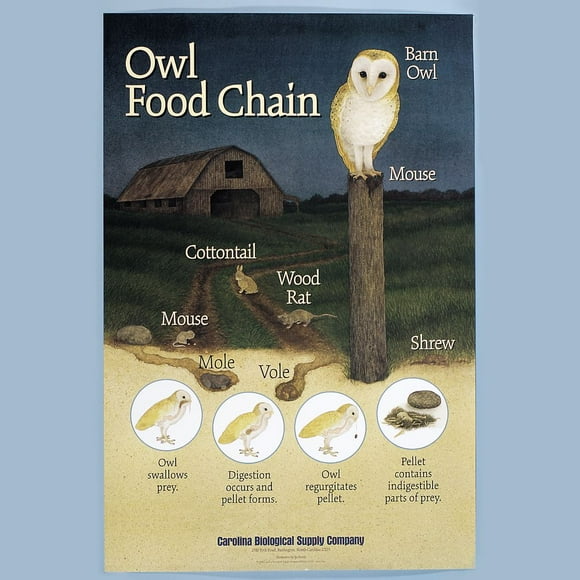 Owl Pellet Bone Chart