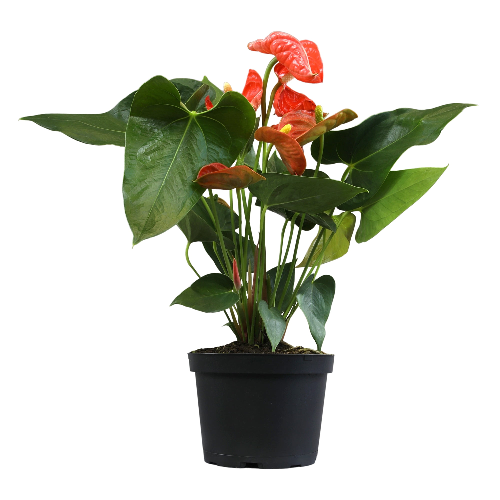 Altman Plants Orange Anthurium, 14-18" Tall Flamingo Flower, Air Purifying Easy Houseplant