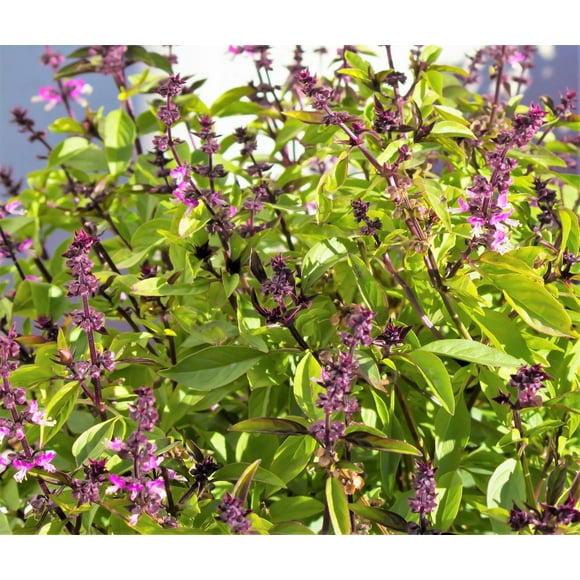 1000 CINNAMON BASIL Ocimum Basilicum HERB Flower Seeds