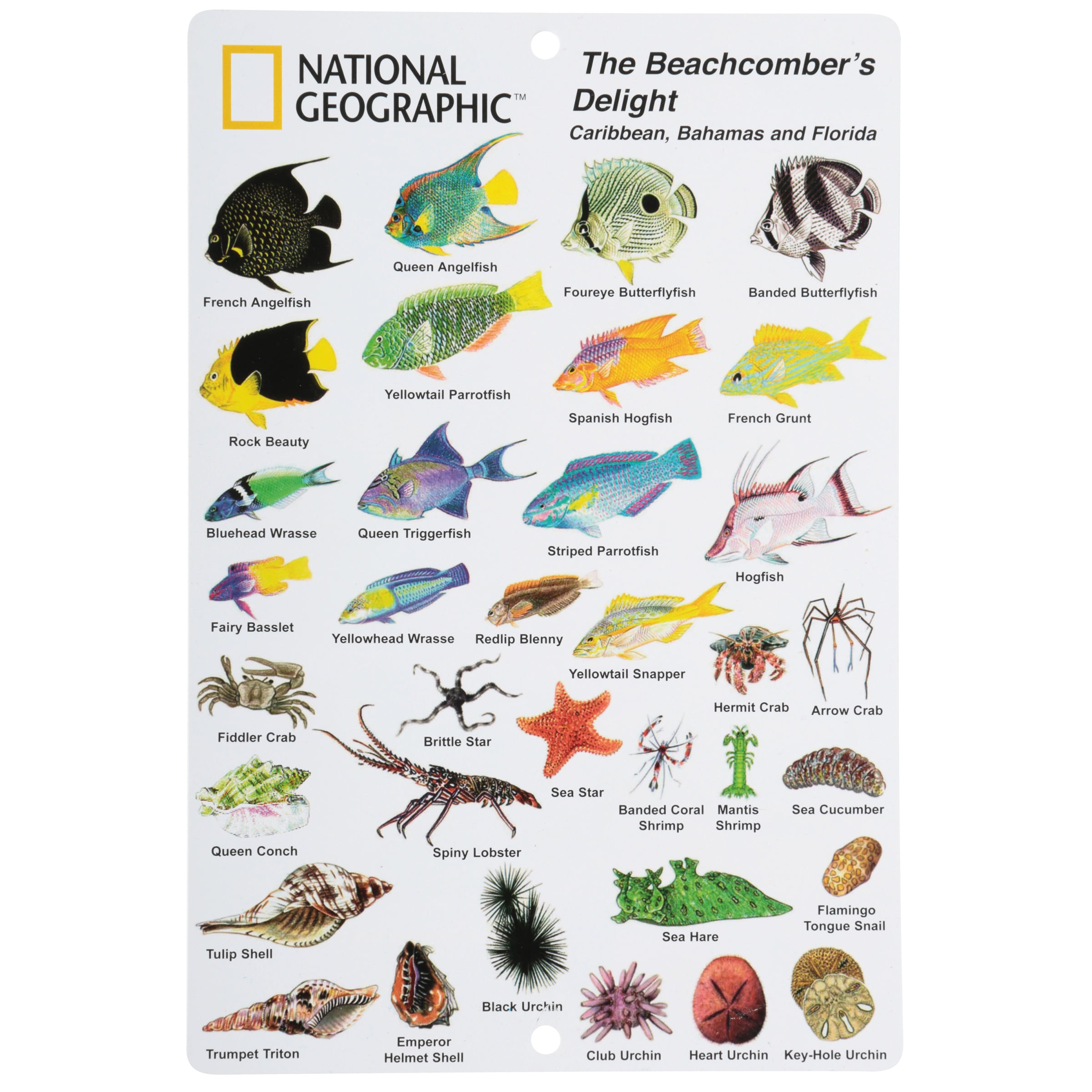 National Geographic™ The Beachcomber's Delight Caribbean, Bahamas and ...