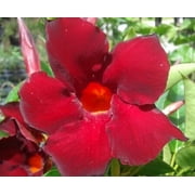 Mandevilla Tropical Plant, Garden Crimson Red Flower, Lot of 2 Starter Plants