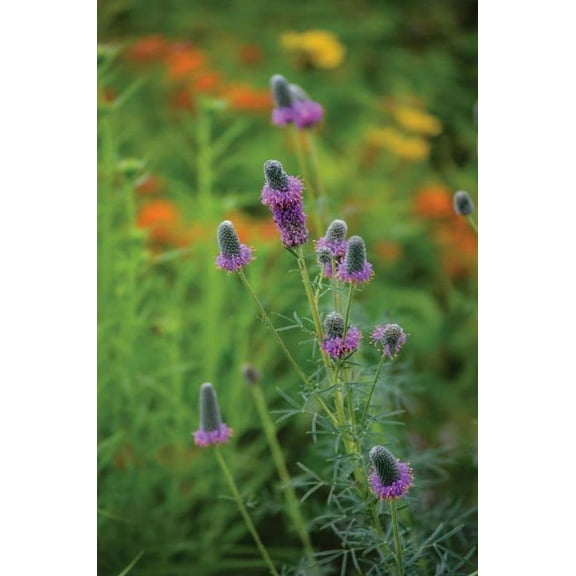 Purple Prairie Clover Seeds for Planting (50 Seeds) - Dalea purpurea