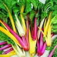 thumbnail image 3 of Beta Vulgaris Swiss Chard Garden Seed Mix For Herb or Vegetable Gardens - 2000 Seeds, 3 of 3