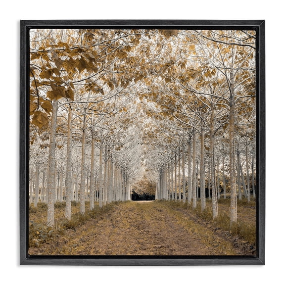 Stupell Industries White Gold Birch Grove Black Framed Floater Canvas Wall Art design by Assaf Frank, 18 x 18