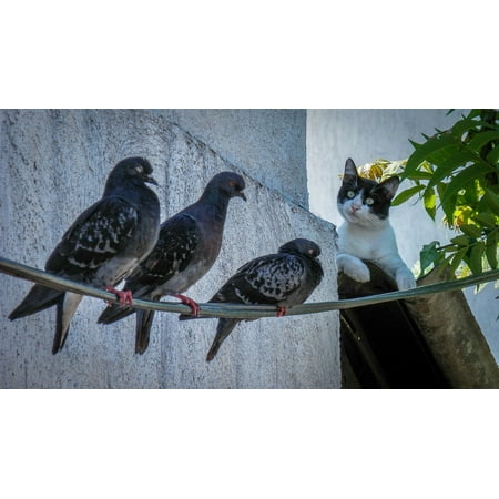 Dover Cast - LAMINATED POSTER Cat Birds Doves Animal Hunt Watch Domestic Roofs Poster Print 24 x 36