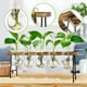 thumbnail image 4 of Estaciones de PropagacióN Terrario de Plantas de Aire de Escritorio, JarróN de Vidrio con Bulbo de Maceta de Vidrio con Soporte de Madera - Terrario de Plantas, 4 of 5