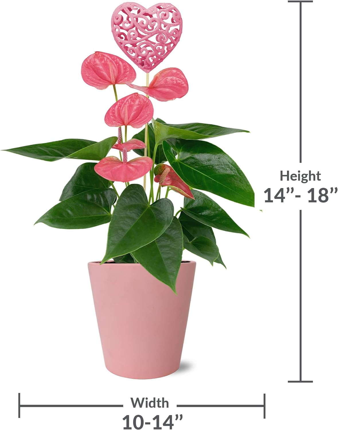 400★Heart鉢pink モルタル雑貨　（お任せ植物付き）168 Just Add Ice 14-I8