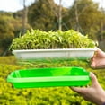 thumbnail image 3 of Sprouting Tray Holder Soil-free Planter Pot Hydroponic Container, 3 of 8