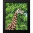 thumbnail image 2 of Underdahl, Dana 20x24 Black Modern Framed Museum Art Print Titled - Giraffe II, 2 of 5