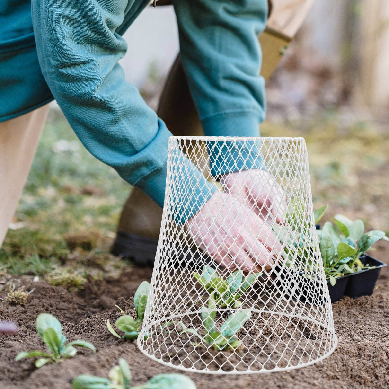 KALLORY 2-Pack Iron Plant Support Cages for Garden Transplants, Plant Guards to Promote Healthy Growth and Stability
