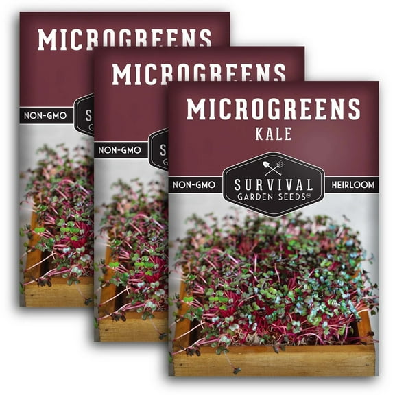 3 Packs Kale Seeds for Microgreens - Non-GMO Heirloom (Biennial Full Sun)