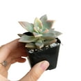 thumbnail image 2 of Variegated Ghost Plant Succulent (4"+ Clay Pot) - Graptopetalum Paraguayense - Tiny, Lovely, Easy to Care Succulent for Beginners - Live Healthy Succulent for Home Office - Best Trailing Indoor Plant, 2 of 7