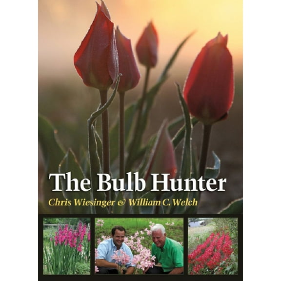 Southern Bulb Company The Bulb Hunter Red Spider Lily Plant Bulbs (5 Count)