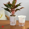 thumbnail image 1 of Flower Plant Pot Self Watering Planter Transparent Planting Flower Pot Water Storage Basin New, 1 of 10