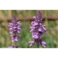 thumbnail image 4 of Seedville 25 Marsh Woundwort Flower Seeds, Wound Healing, 4 of 7