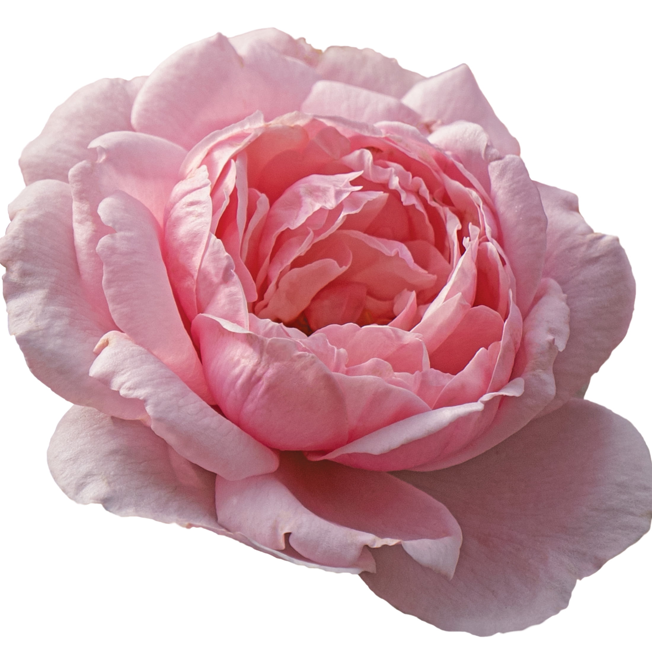 Proven Winners ColorChoice 5" Reminiscent Pink Rose Live Plant in 4.5" Pot (4 Count)