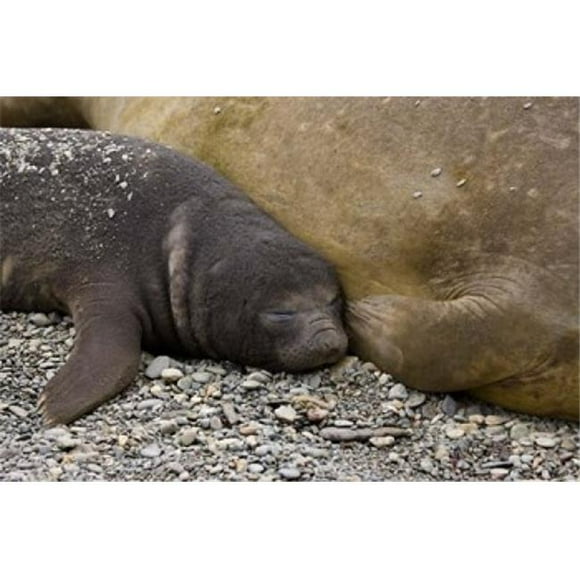 Danita Delimont PDDAN01BJA0075B South Georgia Island Salisbury Plain Elephant Seals Poster Print by Jaynes Gallery, 17 x 11