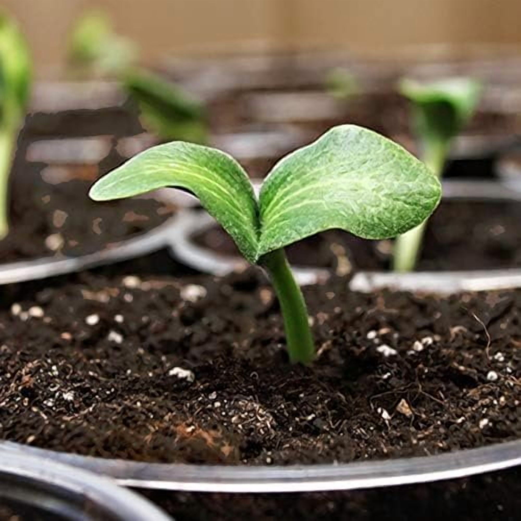 Coast of Maine, 8qt Pack of 4 Sprout Island Blend, Organic & Natural Seed Starter for Seed Germination & Root Plant Cuttings