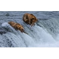 thumbnail image 2 of Pingwei Pan, Joy 24x16 White Modern Wood Framed Museum Art Print Titled - Who Will SurvIVe-Salmon Running Into BearS Mouth, 2 of 4