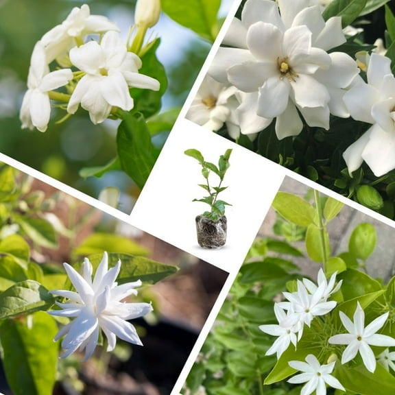 Set 3 White Jasmine Plants, Fragrant Tree Live 4-8 Inches, Fragrant Jasmine Plant Live for Gardening