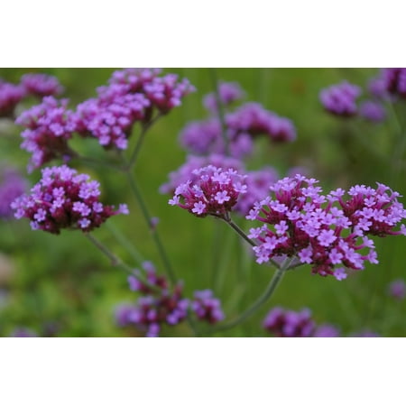 Verbena Blossom - Canvas Print Blossom Garden Bloom Verbena Violet Flowers Stretched Canvas 10 x 14