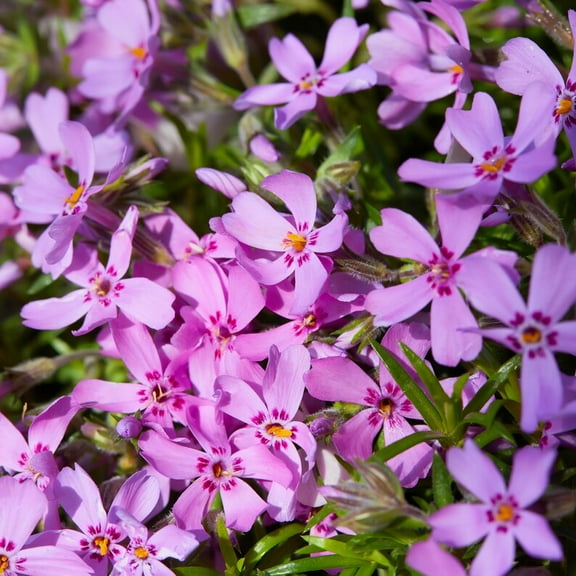 25 Pink Creeping Phlox Seeds - Cold and Drought,,, for Early Spring or Fall Planting