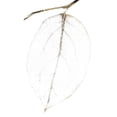 thumbnail image 3 of Zalewski, Christine 15x15 Black Modern Framed Museum Art Print Titled - Fall Leaves III, 3 of 5