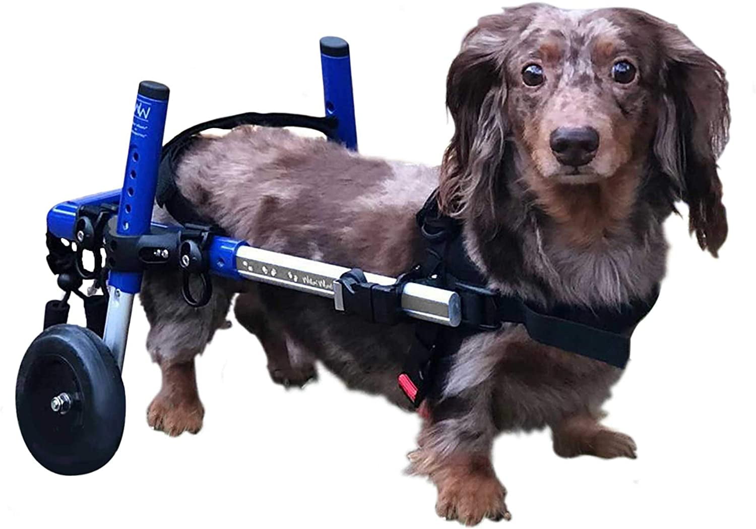 Dachshund Wheelchair for Small Dogs 230+ Pounds Veterinarian