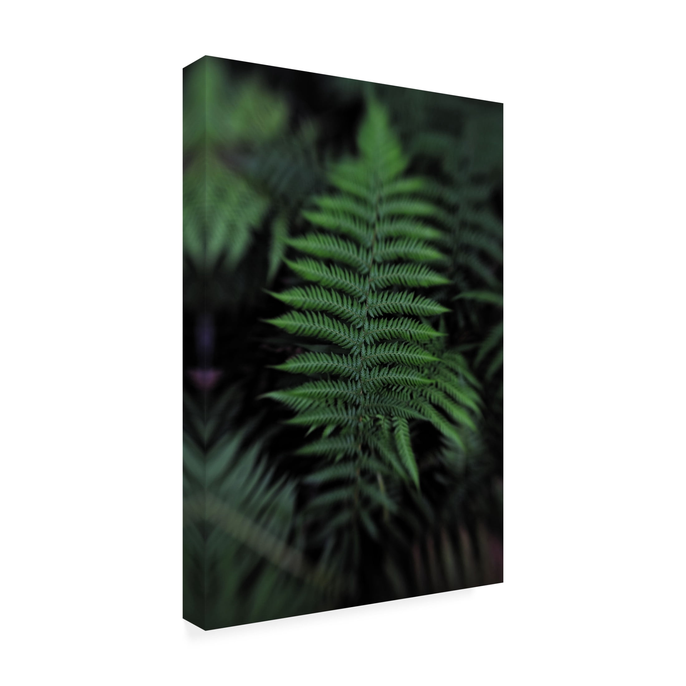 Canvas Wall Art - Claire Walsh 'Soft Leaf' Wall Art for Living Room, Bedroom, or Office D?cor by Trademark Fine Art - 16 x 24 Inches