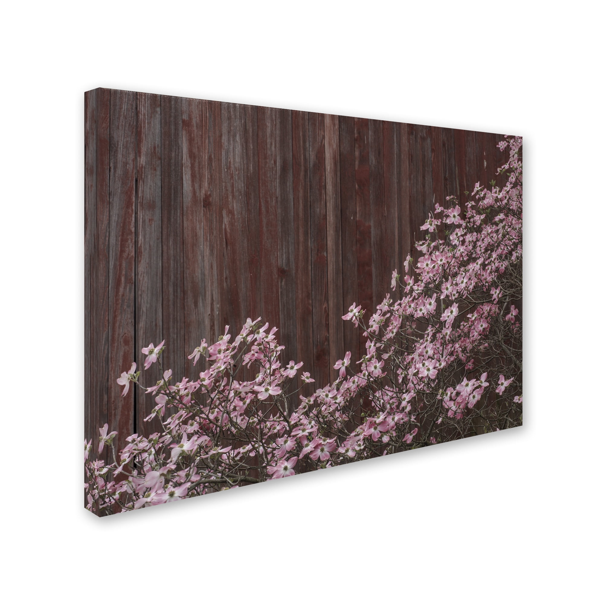 Trademark Fine Art "Pink Dogwood Red Barn Wood" Canvas Art by Kurt Shaffer