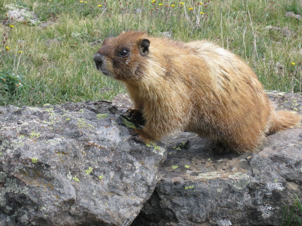 Marmot Rodent Animal Nature Wildlife Mammal-12 Inch By 18 Inch 