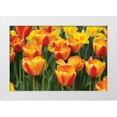 thumbnail image 3 of Dana Styber 18x13 White Modern Wood Framed Wall Art Titled - Tulip March I, 3 of 5
